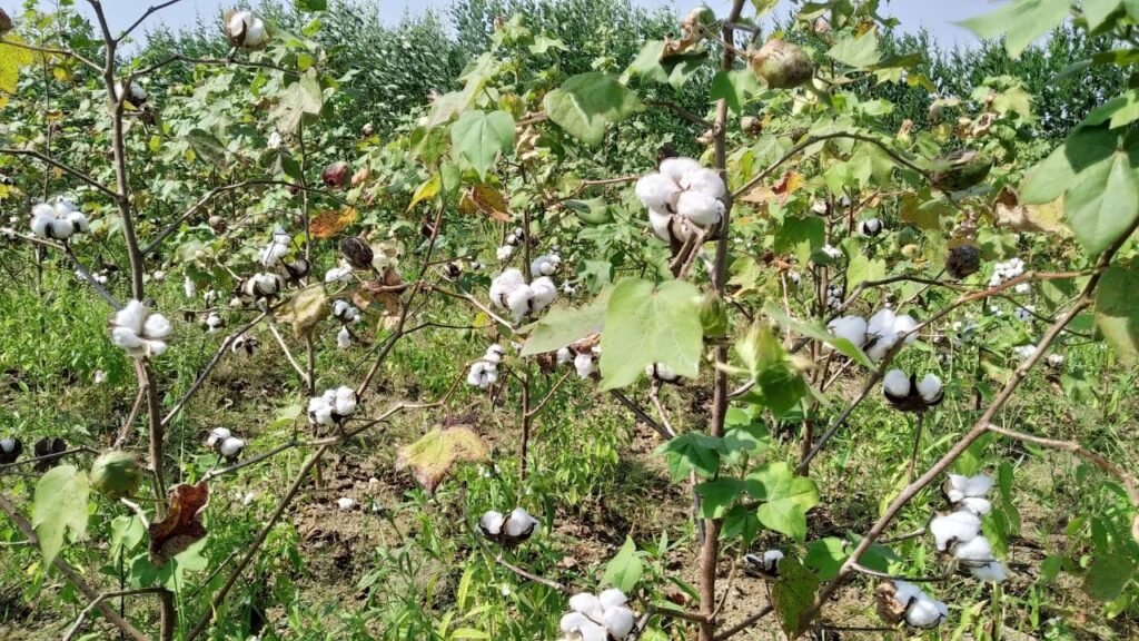 Cotton Traceability Project | Herbal Fab Blog